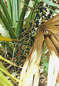 Brazoria palmetto seeds