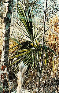 young Brazoria palmetto