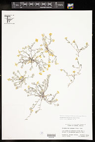 Eriophyllum lanosum