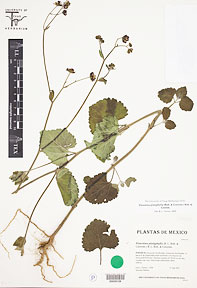 Florestina platyphylla