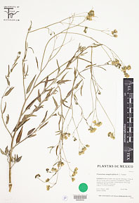 Florestina simplicifolia