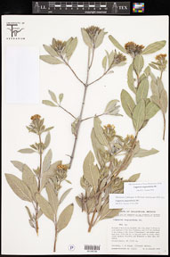 Lagascea_angustifolia 