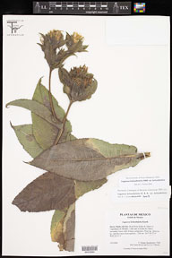 Lagascea_helianthifolia_helianthifolia 