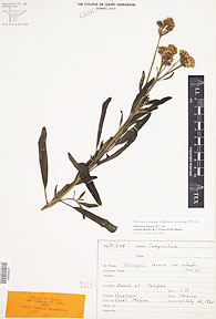 Palafoxia texana var. robusta