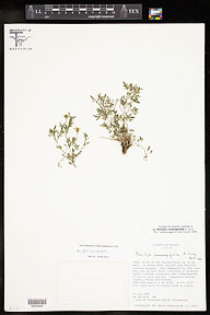 Perityle coronopifolia
