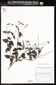 Perymenium_asperifolium 