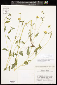 Sclerocarpus_divaricatus 