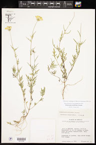 Sclerocarpus_multifidus 