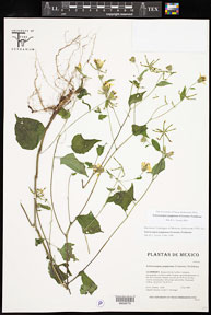 Sclerocarpus_papposus 