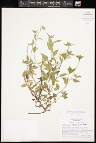 Sclerocarpus_phyllocephalus 