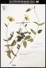 Sclerocarpus_sessilifolius 