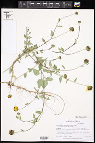 Sclerocarpus_uniserialis_austrotexanus 