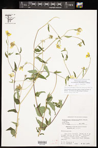 Sclerocarpus_uniserialis_frutescens 
