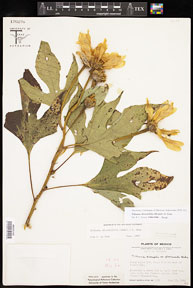 Tithonia_diversifolia 