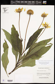 Tithonia_pedunculata 