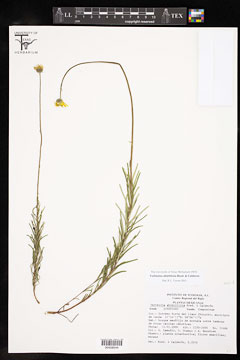 Verbesina abietifolia