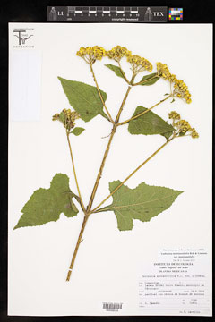Verbesina montanoifolia var. montanoifolia
