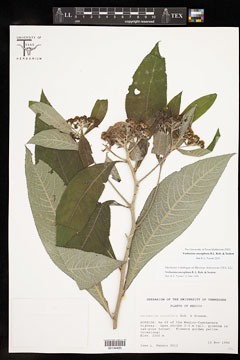 Verbesina oncophora