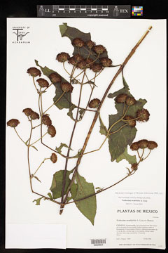 Verbesina ovatifolia