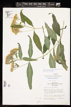 Verbesina pauciflora