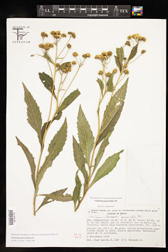 Verbesina persicifolia
