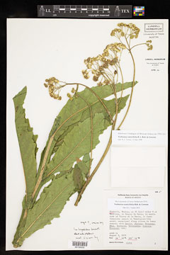 Verbesina rumicifolia