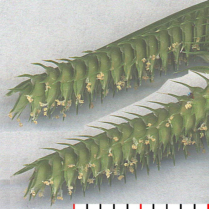 Dactyloctenium