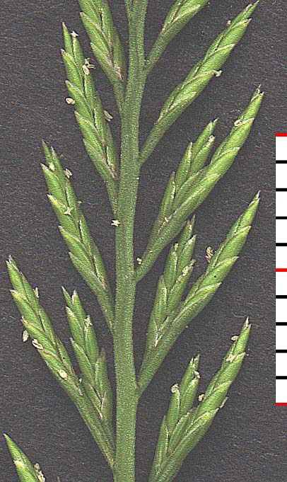 Eragrostis