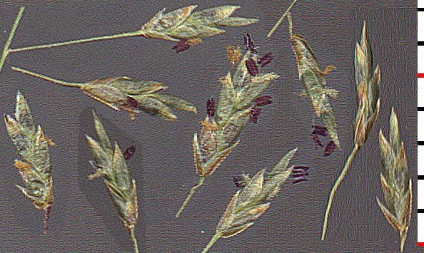 Eragrostis