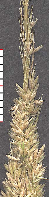 Polypogon