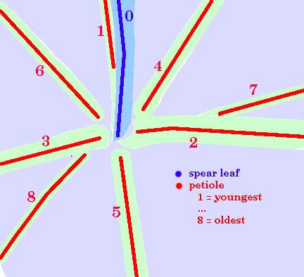 Schema of S. minor leaf spiral A