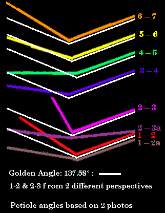 Petiole angles matched with Golden Angle