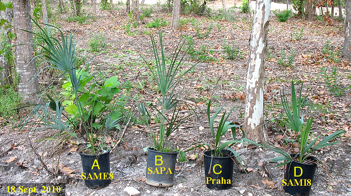 4Sabal-n-pots-dam-18Sep10-9in.jpg