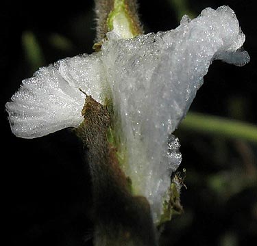 frostwing 9 Jan 10
