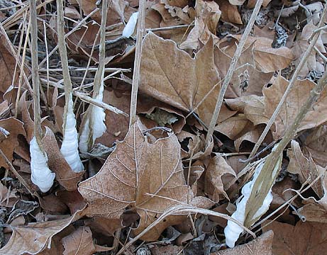 frost flowers, 16 Dec 07