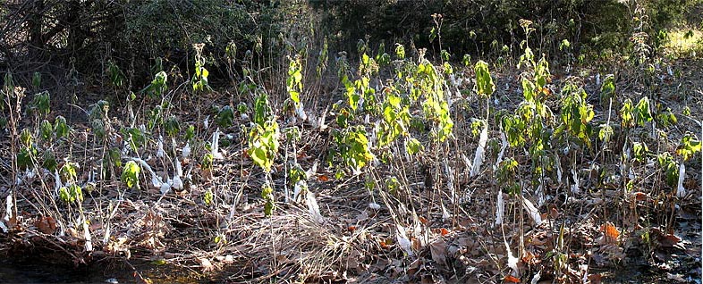 Many plants with frost 5 Dec 09