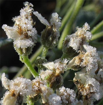 VEVI3 flowers in frost