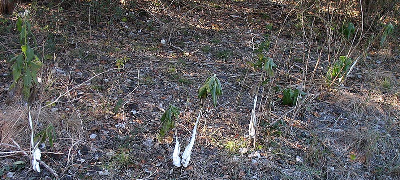 VEVI3 frost formation along stem