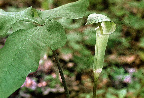 Jack-in-the-pulpit