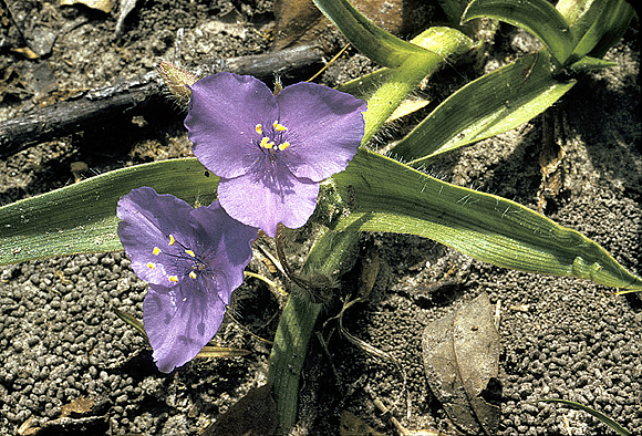 Hairy-flowered Spiderwort