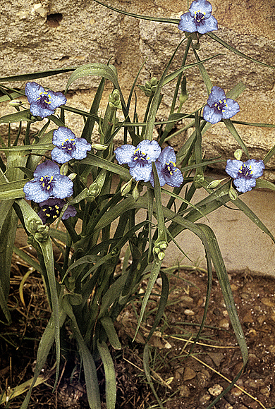 Prairie Spiderwort