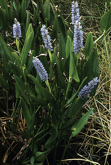 Pickerelweed