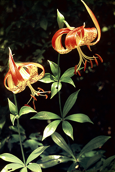 Carolina Lily - Lilium michauxii