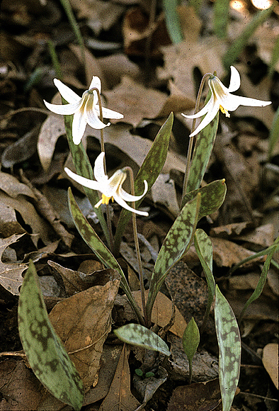 White Dogtooth Violet