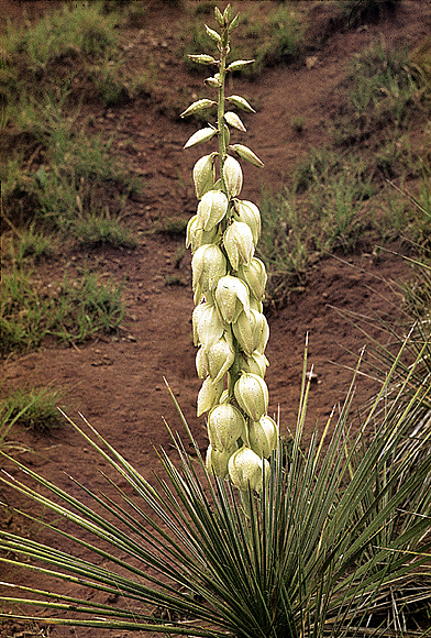Beargrass