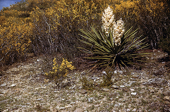 Spanish Dagger