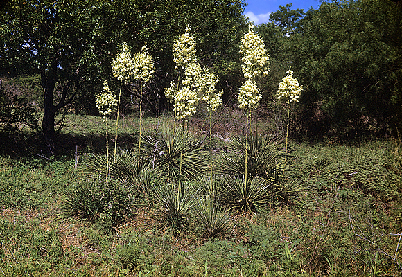 Buckley's yucca - Yucca constricta
