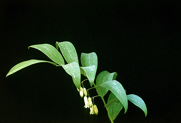 Great Solomon’s Seal