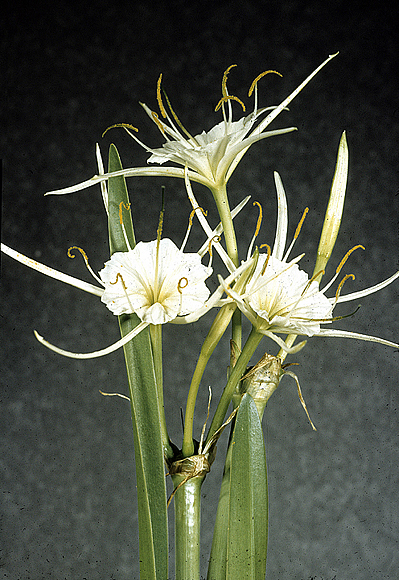 Western Spider Lily