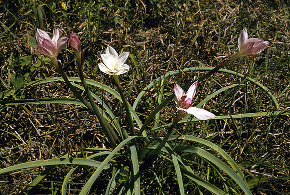 Rain Lily